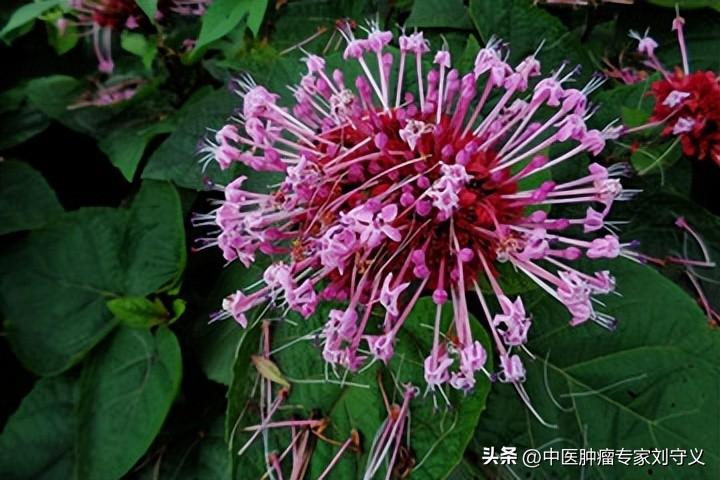 每日一味抗癌中药——臭牡丹，活血消肿解毒，常用于肺癌、肝癌(图3)