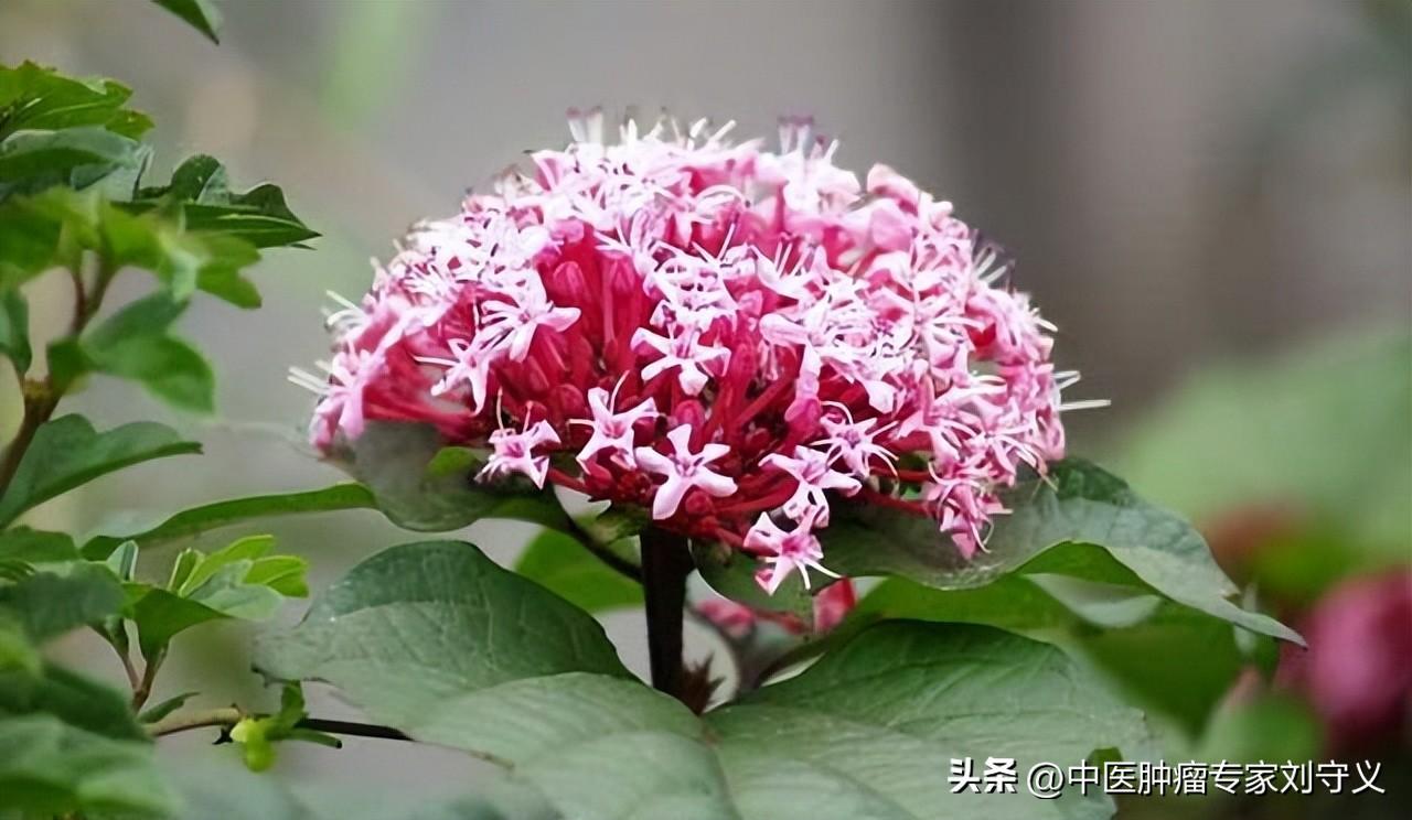 每日一味抗癌中药——臭牡丹，活血消肿解毒，常用于肺癌、肝癌(图2)