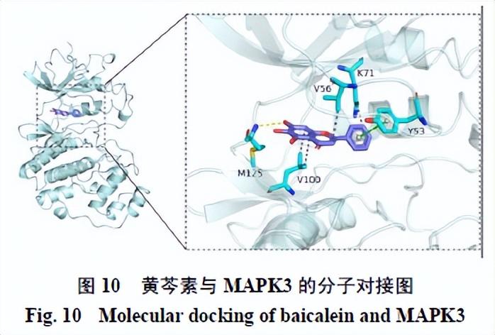 中医药治疗肺结节用药规律及作用机制分析(图18)