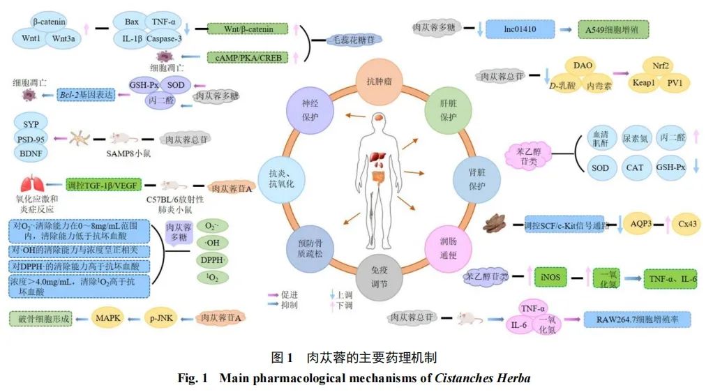 药食同源中药肉苁蓉的研究进展(图5)