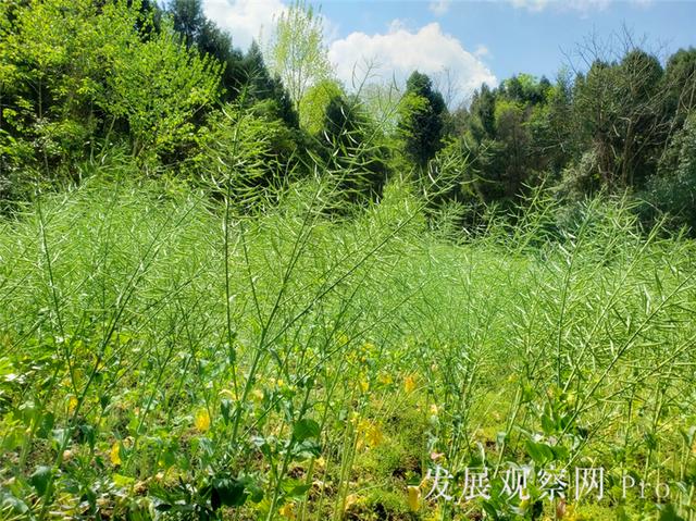 农家四月春已浓（组图）(图5)